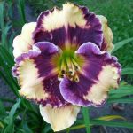 Hemerocallis Face Paint