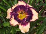Hemerocallis Face Paint - imagine 2