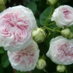 Trandafir Félicité Parmentier
