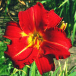 Hemerocallis Fiesta Cubana