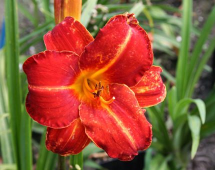 Hemerocallis Fiesta Cubana
