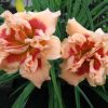 Hemerocallis Forty Second Street