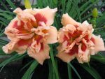 Hemerocallis Forty Second Street