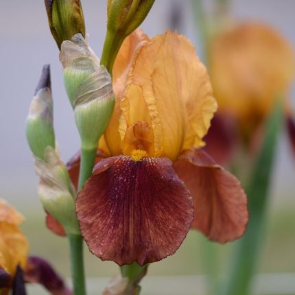 Iris GAY LURON