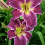 Hemerocallis Indian Giver
