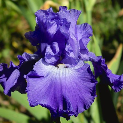 Iris MEMPHIS BLUE