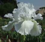 Iris MESMERIZER