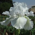 Iris MESMERIZER