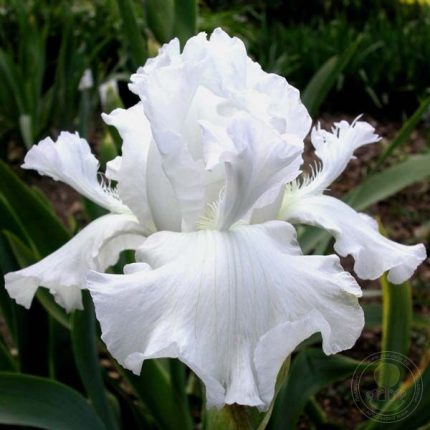 Iris MESMERIZER