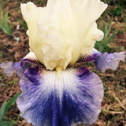 Iris SEAKIST