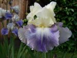 Iris SEAKIST