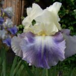 Iris SEAKIST