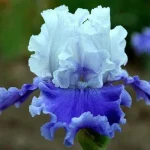 Iris SIERRA GRANDE