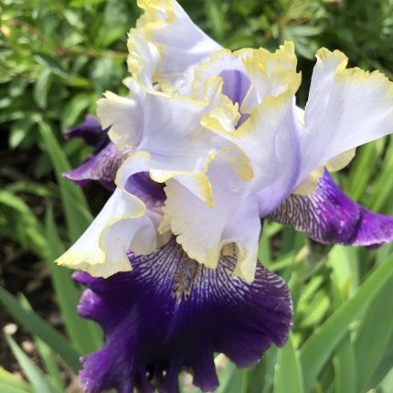 Iris SLOVAK PRINCE