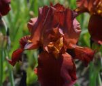 Iris VITA FIRE