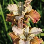 Iris Sibirica Jerry Murphy