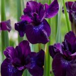 Iris Sibirica Purplelicious