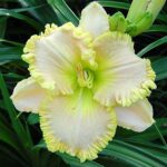 Hemerocallis Winter Springs