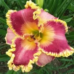 Hemerocallis John Peat - imagine 2