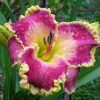 Hemerocallis John Peat