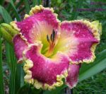 Hemerocallis John Peat