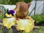 Iris PATINA