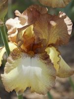 Iris PATINA