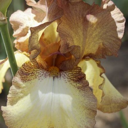 Iris PATINA