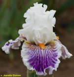 Iris PUCCINI