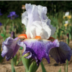 Iris PUCCINI