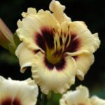 Hemerocallis Piano Man