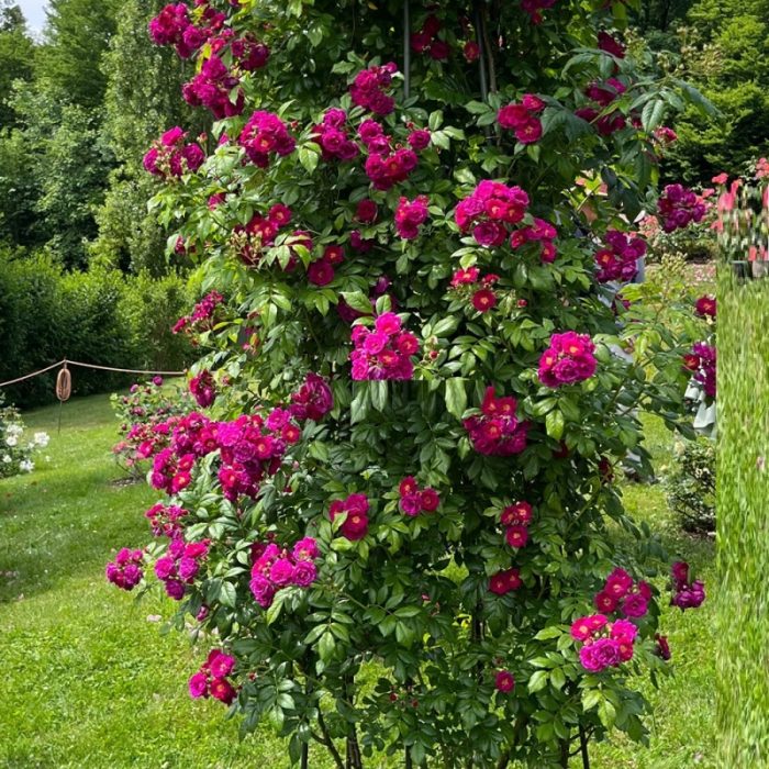 Trandafir Purple Siluetta®