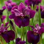 Iris Sibirica Devils Dream