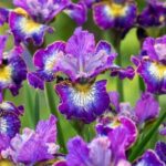 Iris Sibirica How Audacious