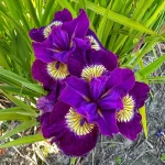 Iris Sibirica Sultan's Ruby