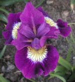 Iris Sibirica Sultan's Ruby - imagine 3