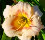 Hemerocallis Siloam Ethel Smith - imagine 3