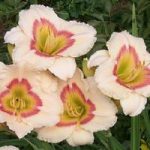 Hemerocallis Siloam Ethel Smith - imagine 2