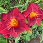 Hemerocallis Siloam Show Girl