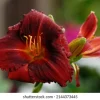 Hemerocallis Siloam Show Girl