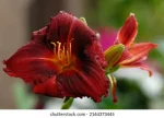 Hemerocallis Siloam Show Girl
