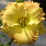 Hemerocallis Smugglers Gold -parfumat