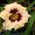 Hemerocallis Snowy Eyes