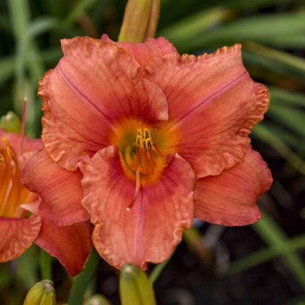 Hemerocallis South Seas