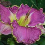 Hemerocallis Spiny Sea Urchin