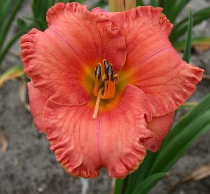Hemerocallis St. Simons Island