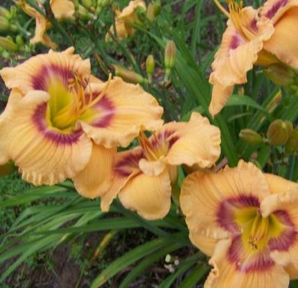 Hemerocallis Web of Intrigue
