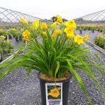 Hemerocallis Yellow Lollipop-pitic - imagine 2