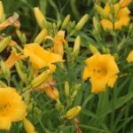 Hemerocallis Yellow Lollipop