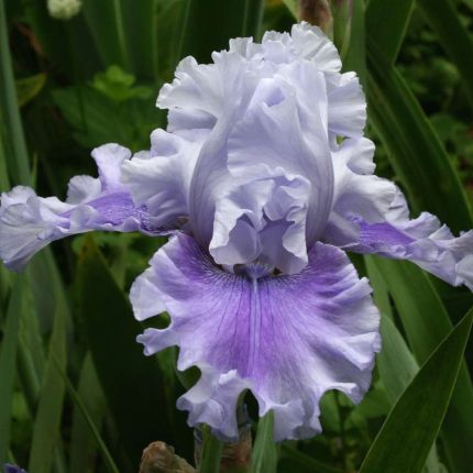Iris ASCENT OF ANGELS
